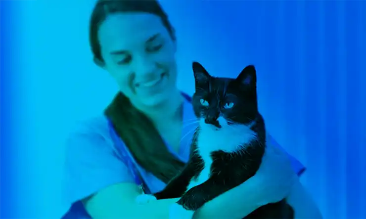 Veterinária sorri enquanto segura um gato atento