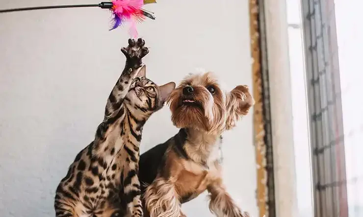 Cuide da sáude e do bem estar do seu pet, consulte sempre  um veterinário